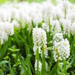 Гиацинт Hyacinthus orientalis