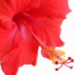 Гибискус gen. Hibiscus, fam. Malvaceae