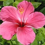 Гибискус gen. Hibiscus, fam. Malvaceae