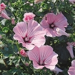 Гибискус gen. Hibiscus, fam. Malvaceae