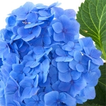 Гортензия Hydrangea hortensis