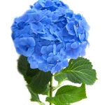 Гортензия Hydrangea hortensis