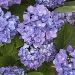 Гортензия Hydrangea hortensis