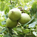 Грецкий орех Genus: Juglans