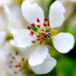 Груша Pyrus communis (Rosaceae)