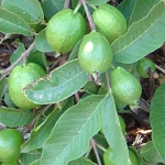 Гуава family Myrtaceae genus Psidium