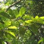 Гурьюнский (Гурджуанский) бальзам Dipterocarpus