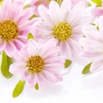 Хризантема Genus: Chrysanthemum