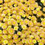 Хризантема Genus: Chrysanthemum