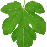 Инжир Ficus carica (Moraceae)