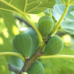 Инжир Ficus carica (Moraceae)