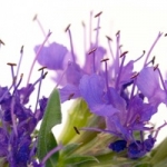 Иссоп (синий зверобой) Lamiaceae