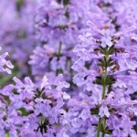 Иссоп (синий зверобой) Lamiaceae