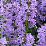 Иссоп (синий зверобой) Lamiaceae