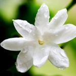 Жасмин Jasminum grandiflorum (Oleaceae)