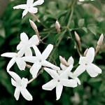 Жасмин Jasminum grandiflorum (Oleaceae)