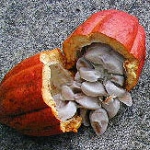 Какао Theobroma cacao (Sterculiaceae)