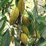 Какао Theobroma cacao (Sterculiaceae)