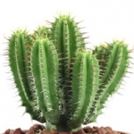 Кактус Cactaceae