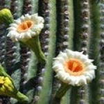 Кактус Cactaceae