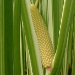 Каламус Acorus calamus