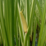 Каламус Acorus calamus