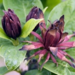 Каликантус Calycanthus floridus