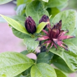 Каликантус Calycanthus floridus