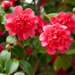 Камелия Camellia Japonica