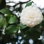 Камелия Camellia Japonica