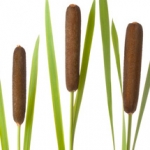 Камыш Typha