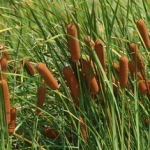 Камыш Typha