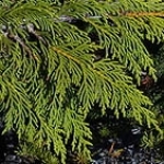 Кипарис Cupressus