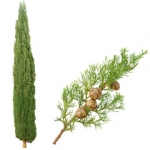 Кипарис Cupressus