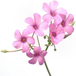 Кислица Oxalis violacea