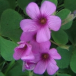 Кислица Oxalis violacea