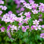 Кислица Oxalis violacea