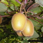 Киви Actinidia deliciosa