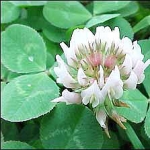 Клевер Trifolium repens (bijela), Trifolium pratense (crvena)