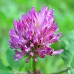 Клевер Trifolium repens (bijela), Trifolium pratense (crvena)