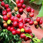 Кофе Coffea arabica (Rubiaceae)