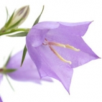 Колокольчик Campanula