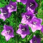 Колокольчик Campanula