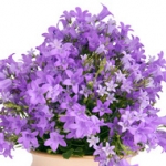 Колокольчик Campanula