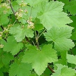 Красная смородина Ribes rubrum