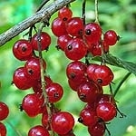 Красная смородина Ribes rubrum