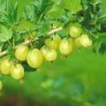 Крыжовник Ribes uva-crispa