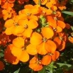 Лакфиоль или желтый левкой Erysimum