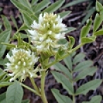 Лакричник Glycyrrhiza glabra