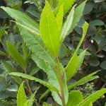 Лавр Citrus aurantium subsp. bergamia